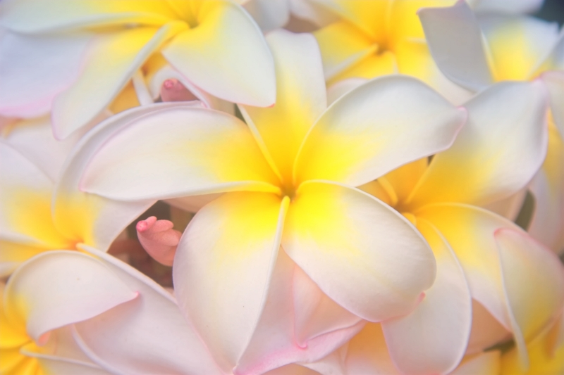 Maui Plumerias in bloom